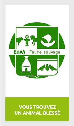 ENVA