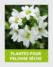 PelouseSeche