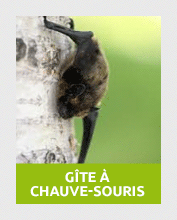chauve1