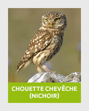 chouette1
