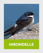 hiondelle